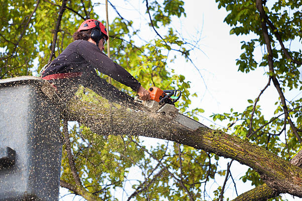 Leaf Removal in Hershey, PA