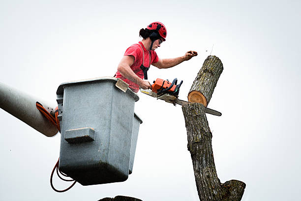 Best Tree Health Inspection  in Hershey, PA